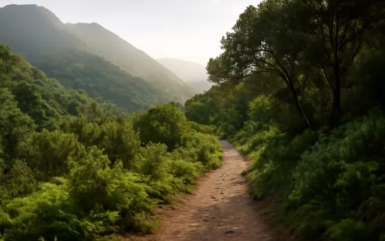 Por qué elegir Luz de Aroa frente a otras zonas de La Palma para hacer senderismo y descansar en un entorno rural tranquilo
